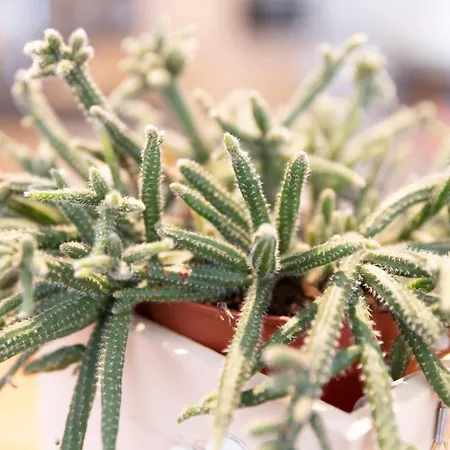 Dimora Dacqua E Charme