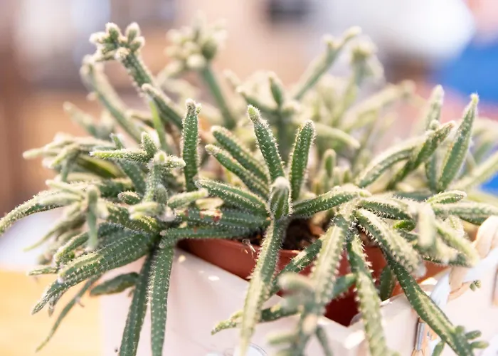 Dimora D'acqua E Charme